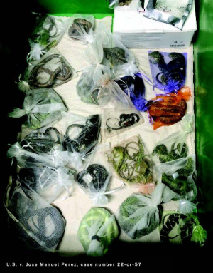 US man sentenced for smuggling animals from Mexico into states