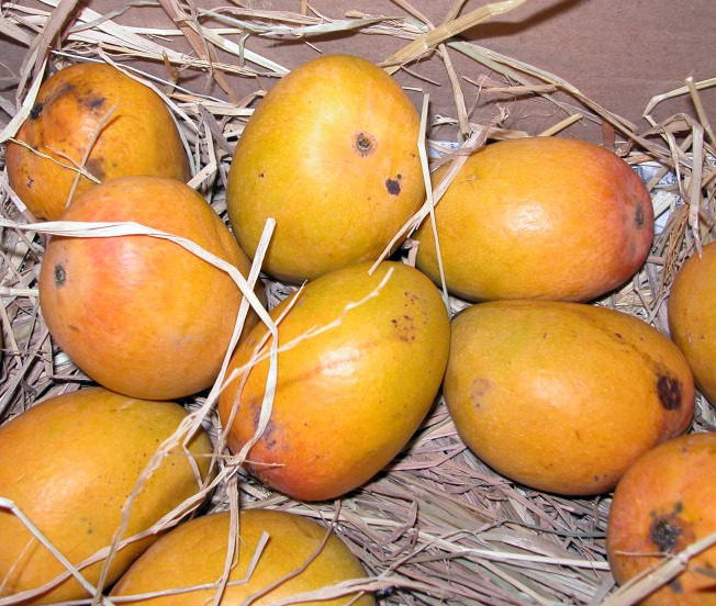 India’s Farm Exports Face Growing Global Quality Hurdles