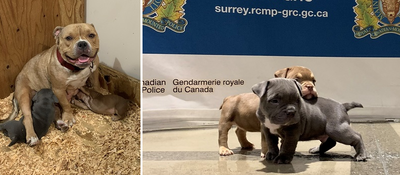 Stolen puppies in surrey