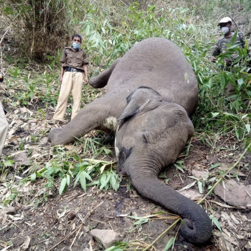 elephants died in assam