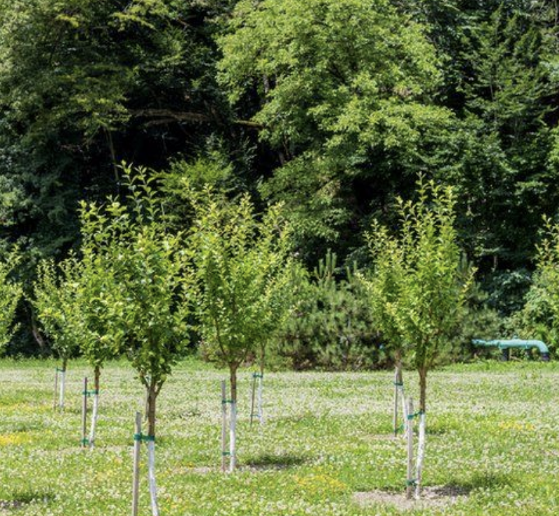 A billion trees planted will benefit B.C. for generations