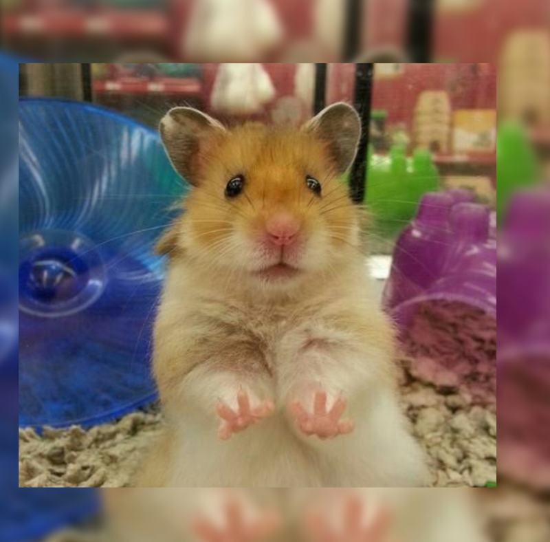 hamsters to kill by hong kong